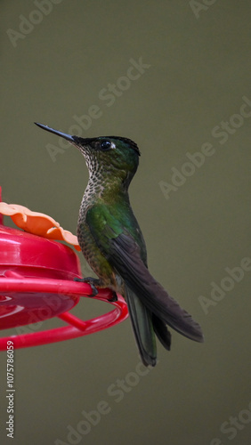 Colibrí  photo