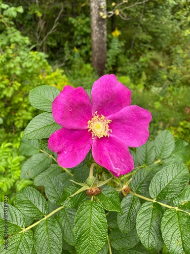 pink rose bush