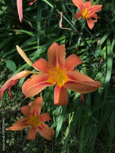 orange tiger lily