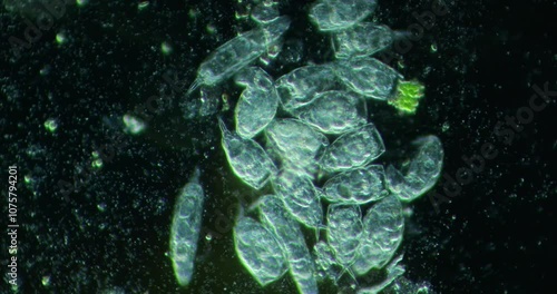 Microscopic paramecia release symbiotic green algae into their environment, showcasing a fascinating interaction within aquatic ecosystems and highlighting the complexity of microbial life