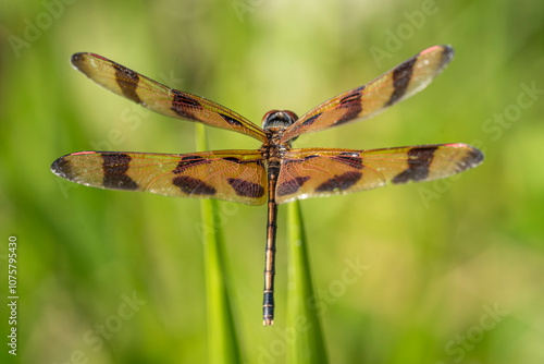 dragon fly on a leaf