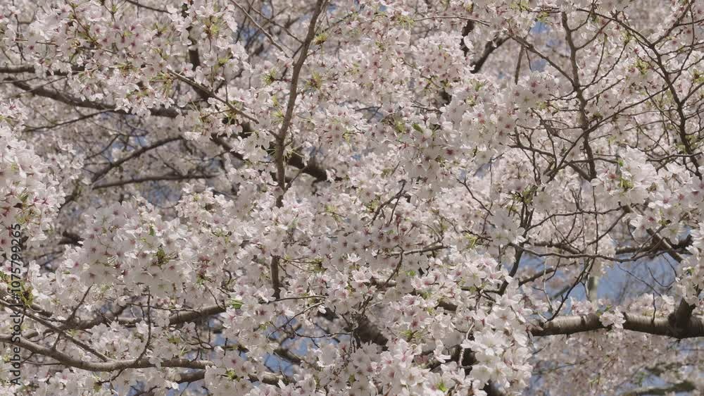 Sakura blossom. Beautiful spring Sakura flower on cherry tree. Sakura flower in bloom in spring. Spring nature. Sakura with blooming flower. Blossom spring season. Japanese cherry. Blossoming garden Sakura blossom. Beautiful spring Sakura flower on cherry tree. Sakura flower in bloom in spring. Spring nature. Sakura with blooming flower. Blossom spring season. Japanese cherry. Blossoming garden