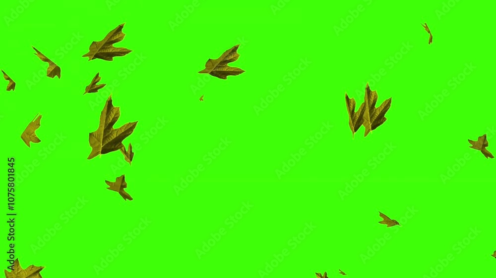 falling leaf green screen falling leaf green screen