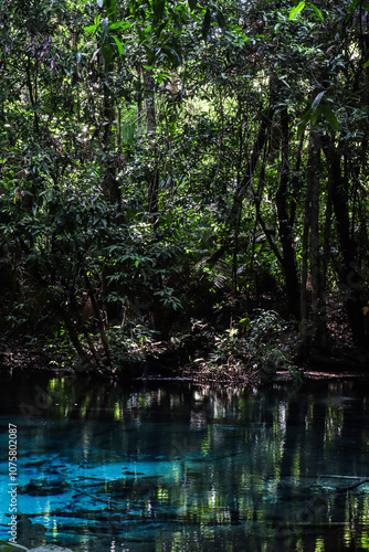 A natural vibrant blue pool sits in the middle of the forest