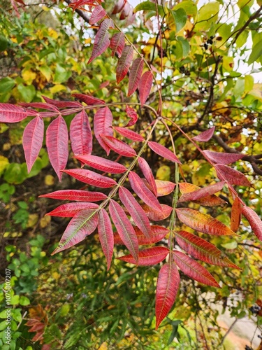 Red fall foliage in the forest 