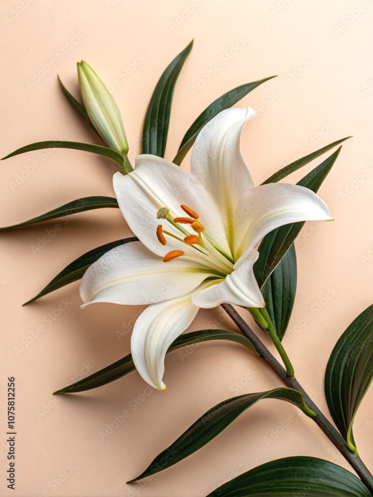Elegant White Lily: Symbol of Purity and Beauty Elegant White Lily: Symbol of Purity and Beauty