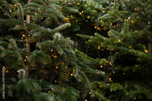 Close up background image of Christmas tree decorated with lights outdoors with fir branches.