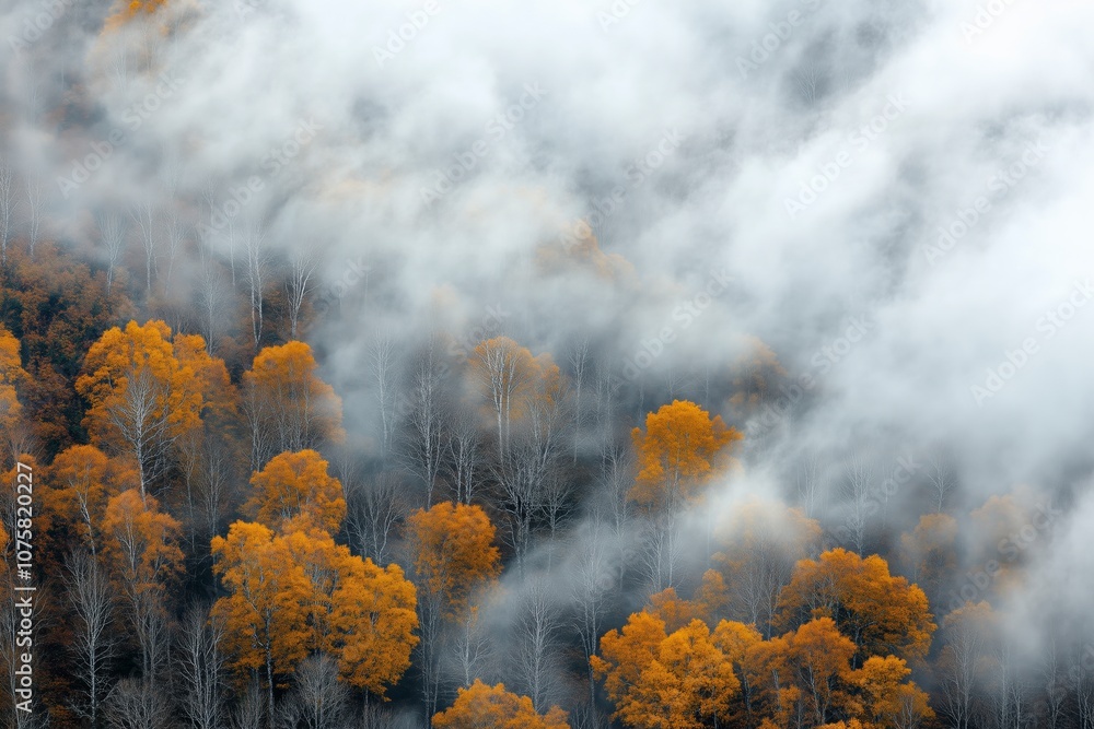 Fototapeta premium Aerial photography of a mountain forest, surrounded by white clouds and mist in autumn.