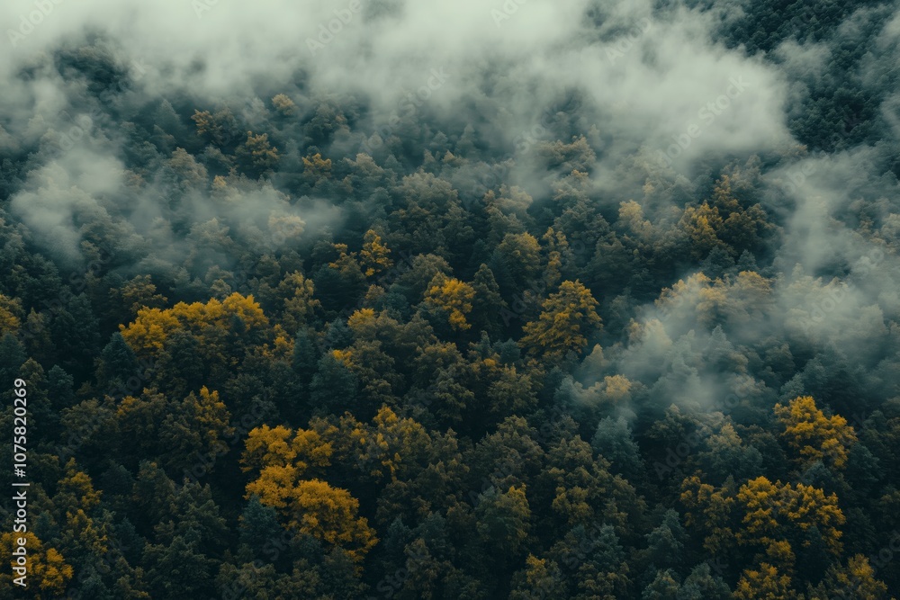  Aerial photography of an autumn forest covered with white clouds, fog and mist