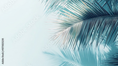 Palm Leaf Shadow on Light Blue Background