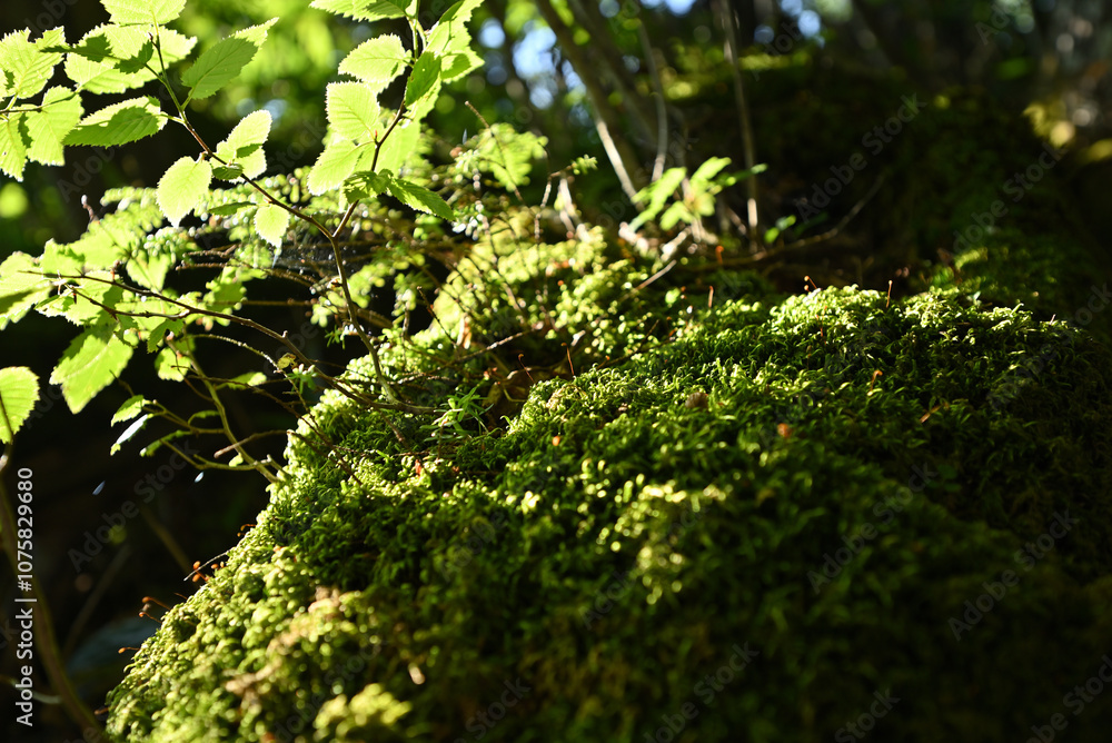 Climbing Mt. Shirasuna, Gunma, Japan Climbing Mt. Shirasuna, Gunma, Japan