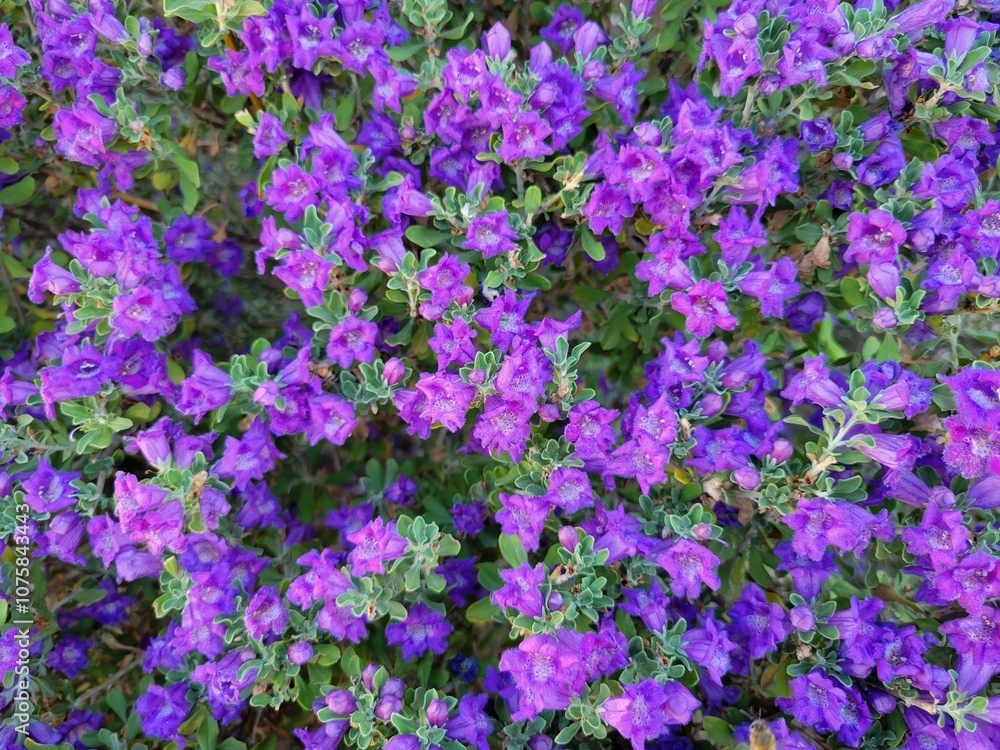 Naklejka premium purple and yellow flowers