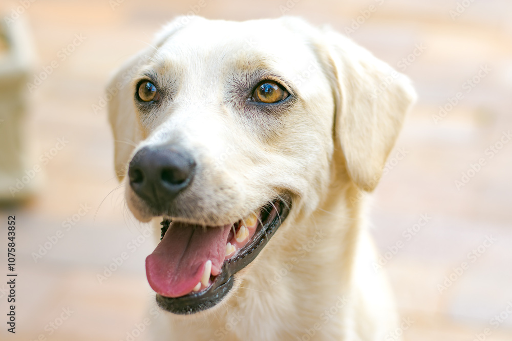 Close-up of smiling white dog with tongue out, joyful expression Close-up of smiling white dog with tongue out, joyful expression