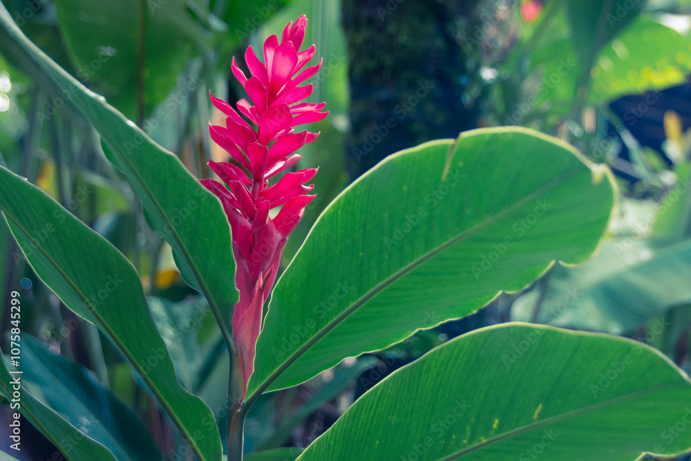 Obraz premium Bright pink ginger flower with large green tropical leaves.