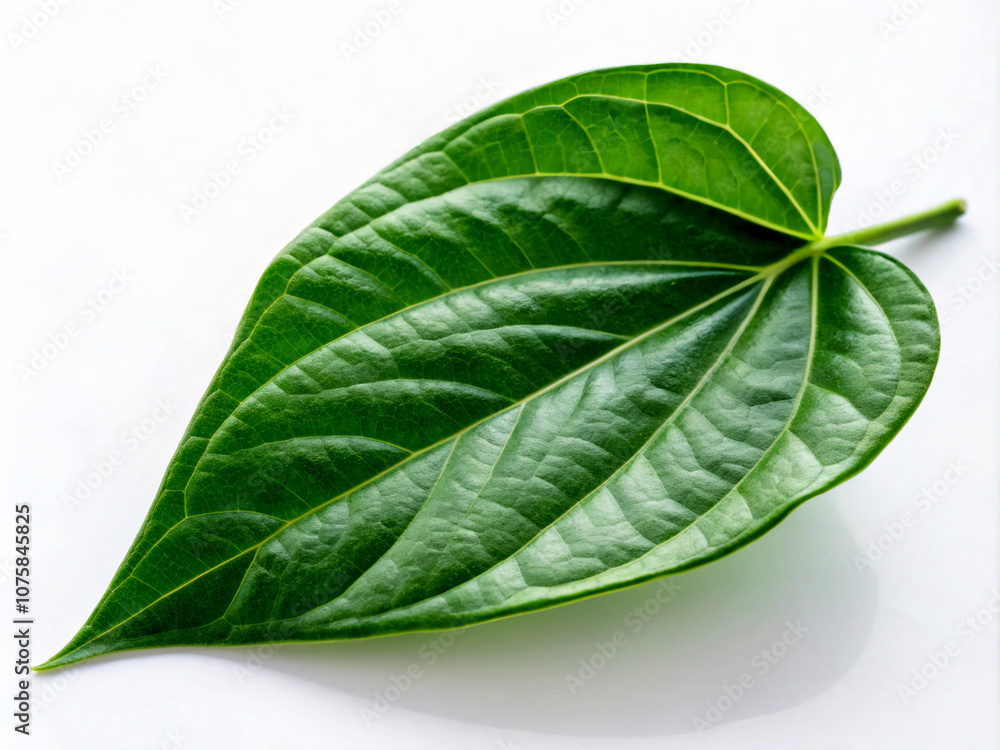 Obraz premium leaf. leaf, green, isolated, plant, white, nature, fresh, basil, herb, food, leaves, macro, closeup, organic, tree, freshness, flora, ingredient, close-up, natural, healthy, single, vegetable, summer,