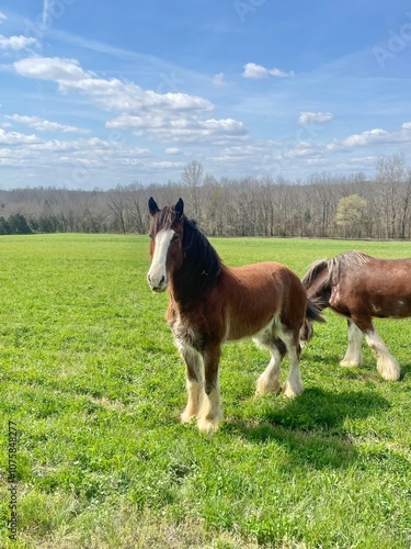 Clydesdales in Pasture