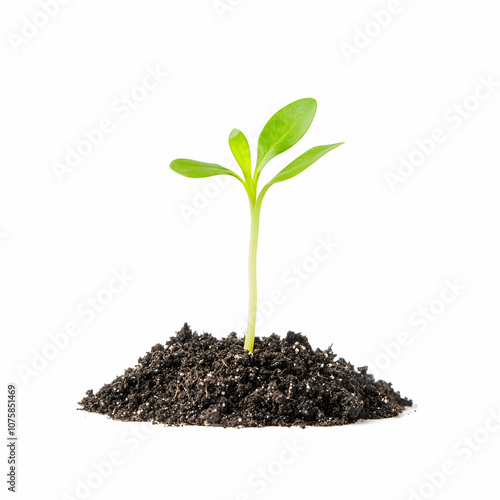 Small Green Plant Sprout Growing from Soil, seedling, growth, new life, beginning, nature