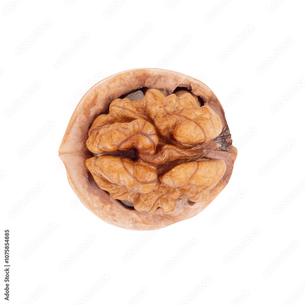 Walnut Organic Healthy Nut on White Background. File With Clipping Path. Walnut Organic Healthy Nut on White Background. File With Clipping Path.