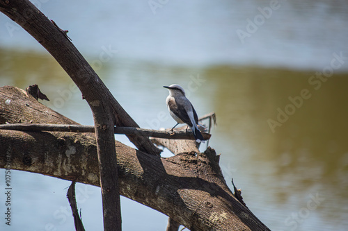 Masked Water Tyrant (Fluvicola nengeta) photo