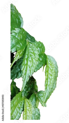 green leaves of a plant, plant isolated on a white background