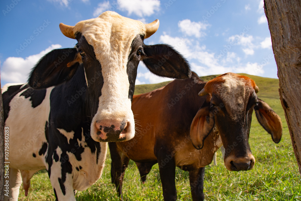 Close-up of two cows standing on a grassy field under blue sky. Close-up of two cows standing on a grassy field under blue sky.