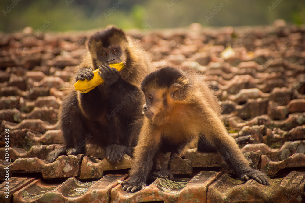 Two brown capuchin monkeys (Sapajus apella) sharing a banana Two brown capuchin monkeys (Sapajus apella) sharing a banana