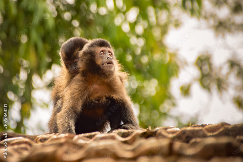 Young brown capuchin monkey (Sapajus apella) clinging to adult on roof Young brown capuchin monkey (Sapajus apella) clinging to adult on roof