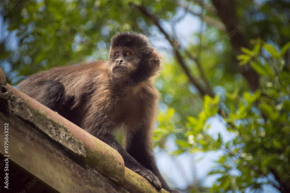 Fototapeta premium Brown capuchin monkey (Sapajus apella) gazing in treetop, Itatiaia, RJ