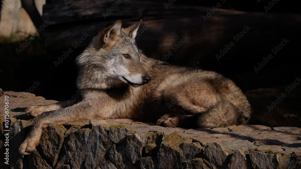 Beautiful grey wolf relaxes on rocks, basking in the sun. The wolf shifts positions multiple times, showcasing its calm demeanor and striking features while enjoying the warm daylight Beautiful grey wolf relaxes on rocks, basking in the sun. The wolf shifts positions multiple times, showcasing its calm demeanor and striking features while enjoying the warm daylight