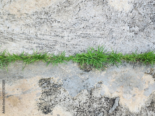 Bermuda Grass grows in road cracks. Cynodon dactylon (L.) Pers has rather small, flat stem with branches covering the ground. It is a weed that grows on surface of the ground and has an underground 
 photo