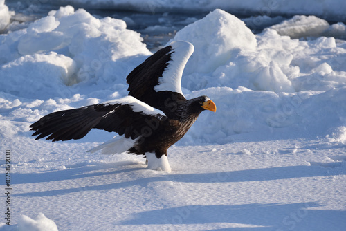 Bird watching with floating ices in winter photo