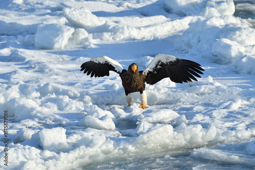 Bird watching with floating ices in winter photo