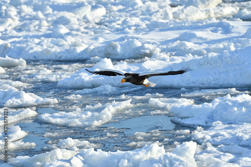 Bird watching with floating ices in winter