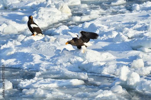 Bird watching with floating ices in winter