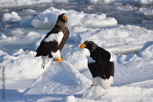 Bird watching with floating ices in winter