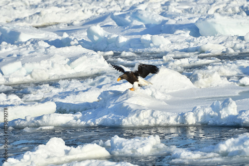 Bird watching with floating ices in winter