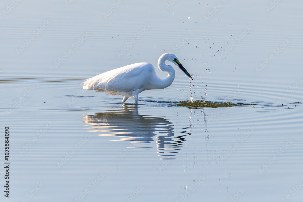 Egrets fish on the Beidaihe beach in Qinhuangdao city, Hebei province, China. Egrets fish on the Beidaihe beach in Qinhuangdao city, Hebei province, China.