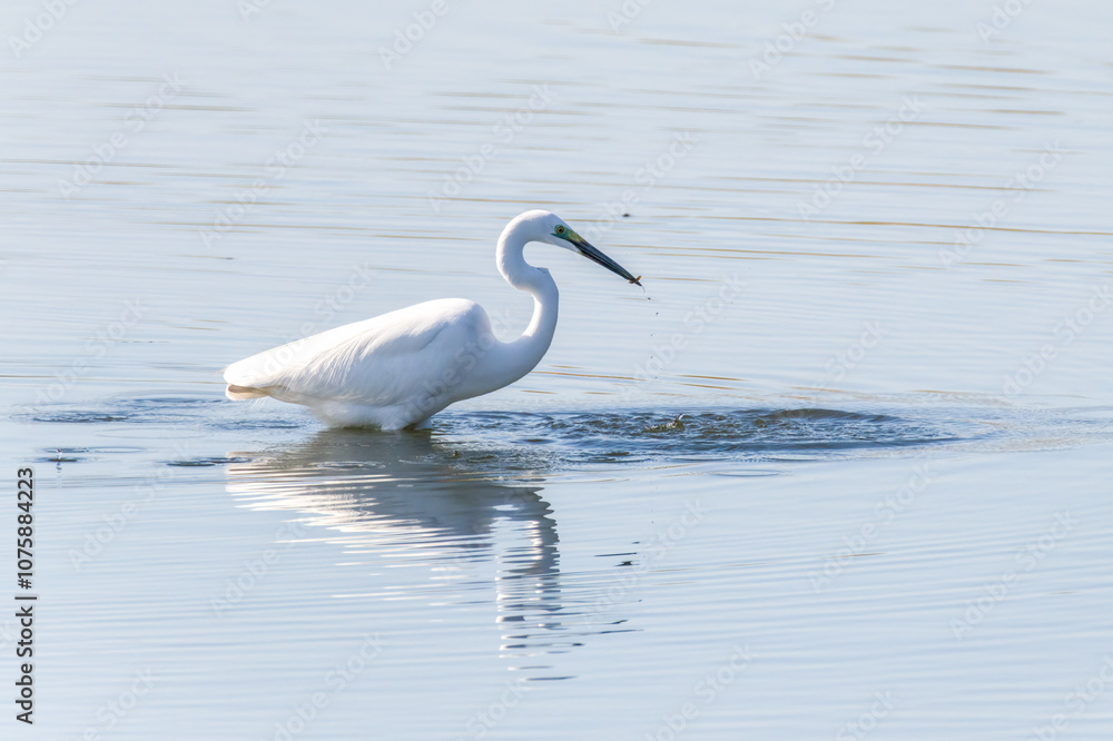 Egrets fish on the Beidaihe beach in Qinhuangdao city, Hebei province, China. Egrets fish on the Beidaihe beach in Qinhuangdao city, Hebei province, China.
