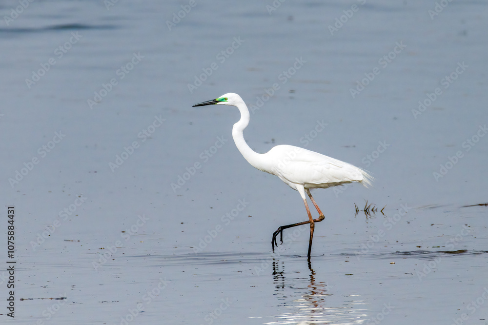 Egrets fish on the Beidaihe beach in Qinhuangdao city, Hebei province, China. Egrets fish on the Beidaihe beach in Qinhuangdao city, Hebei province, China.