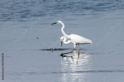 Egrets fish on the Beidaihe beach in Qinhuangdao city, Hebei province, China.