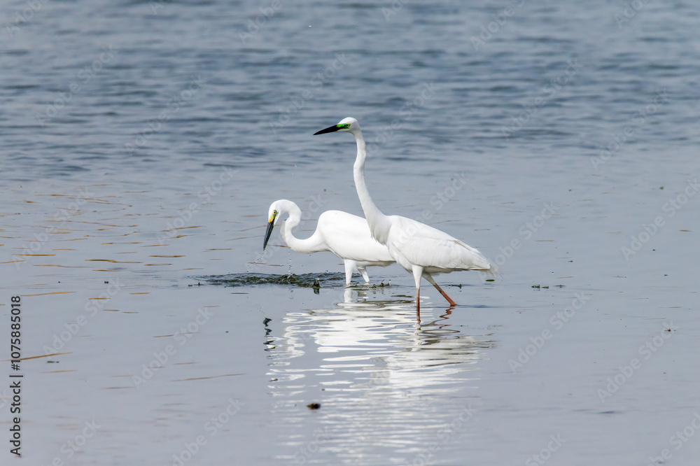 Egrets fish on the Beidaihe beach in Qinhuangdao city, Hebei province, China. Egrets fish on the Beidaihe beach in Qinhuangdao city, Hebei province, China.