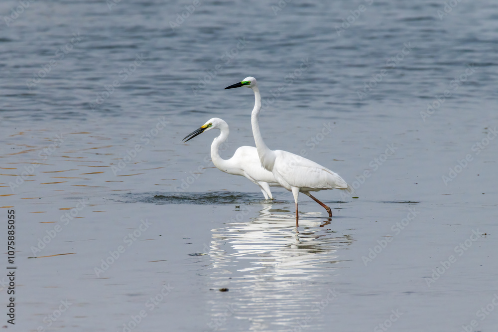 Egrets fish on the Beidaihe beach in Qinhuangdao city, Hebei province, China. Egrets fish on the Beidaihe beach in Qinhuangdao city, Hebei province, China.