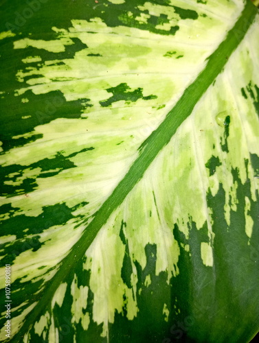 Close-Up of Dieffenbachia Leaf with Unique Natural Pattern