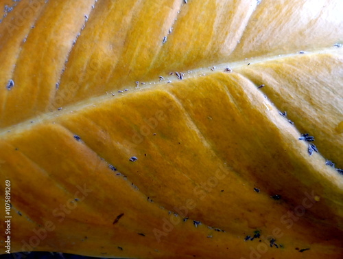 Close-Up of Anthurium Crystallinum Leaves with Unique Veins