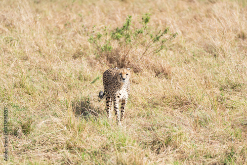 Cheetah walking in the grass