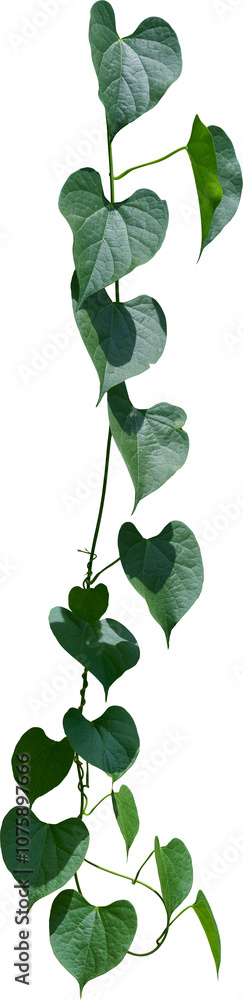 Fototapeta premium Vine plant, Branch creeper leaf green, Liana tropical nature transparent background