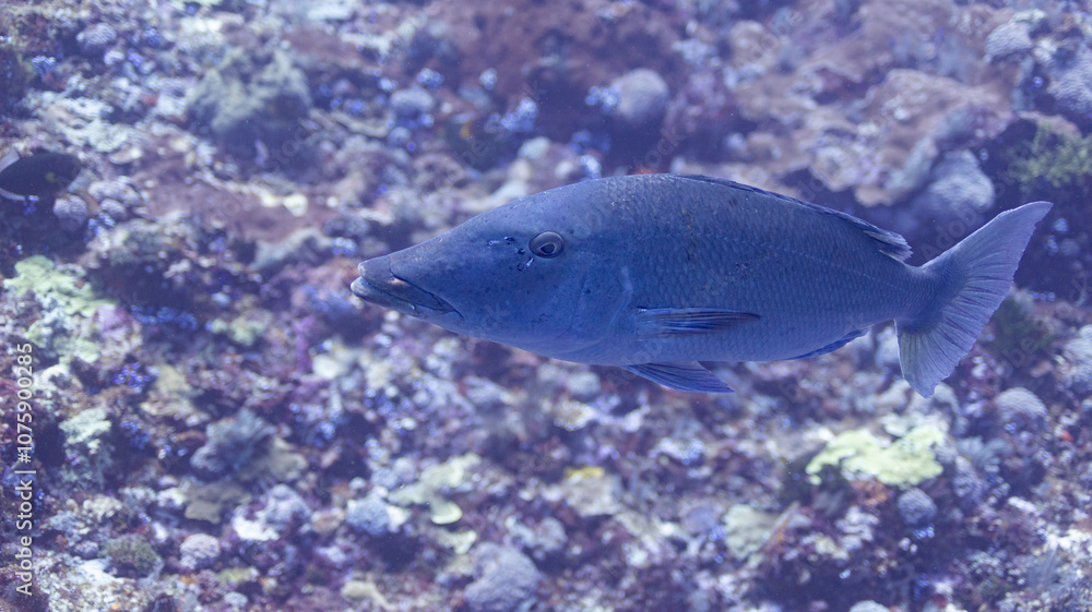 Fototapeta premium grand blue 72