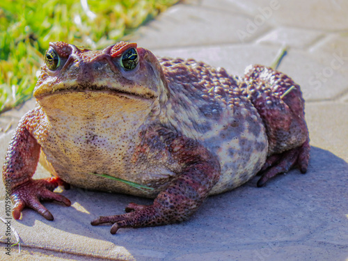 Close-up of a Rhinella marina (cane toad) sitting on a rock, with a soft, blurred background. The toad's textured skin and natural habitat are highlighted in this wildlife shot. photo