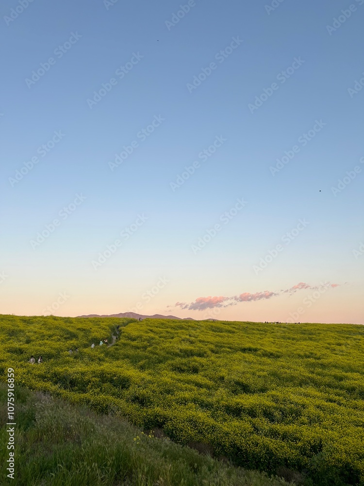 Fototapeta premium flower field