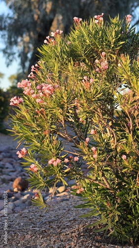 Arizona drought tolerant Dwarf Oleander or Nerium Petite Oleander with soft pink flowers in xeriscaping in late Autumn afternoon